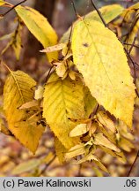 Carpinus caroliniana (grab amerykański)