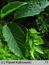 Carpinus caroliniana (grab amerykański)