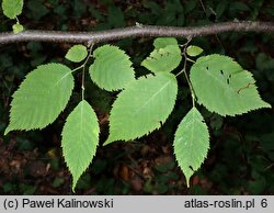 Carpinus cordata (grab sercowaty)