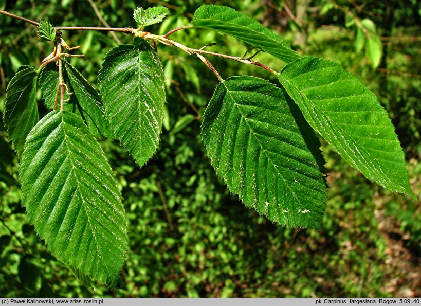 Carpinus fargesiana