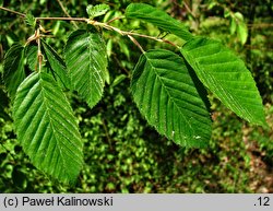 Carpinus fargesiana