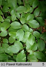 Carpinus henryana var. oblongifolia