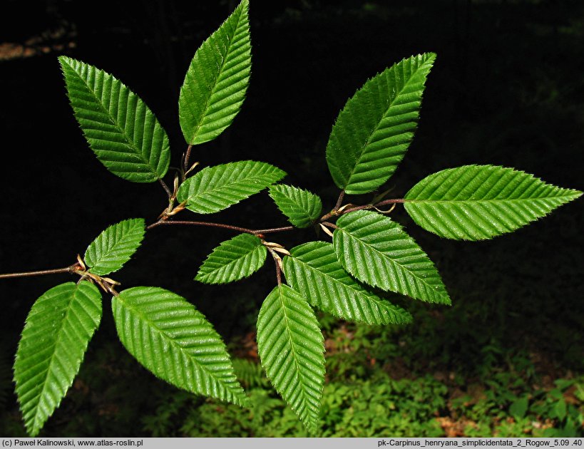 Carpinus henryana (grab Henryego)