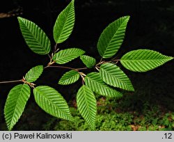 Carpinus henryana (grab Henryego)