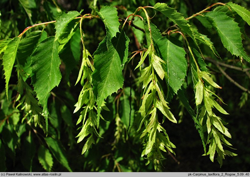 Carpinus laxiflora (grab luźnokwiatowy)