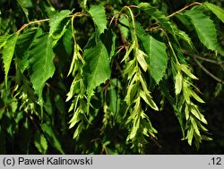 Carpinus laxiflora (grab luźnokwiatowy)