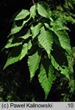 Carpinus laxiflora (grab luźnokwiatowy)