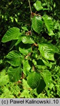 Carpinus monbeigiana