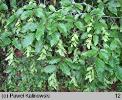 Carpinus orientalis (grab wschodni)