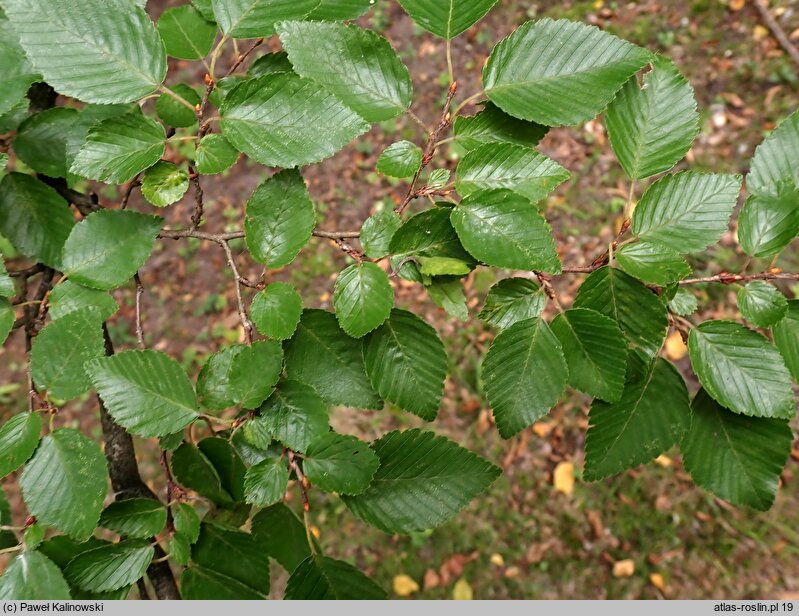 Carpinus turczaninovii (grab koreański)