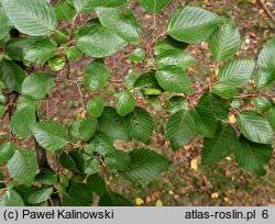 Carpinus turczaninovii (grab koreański)