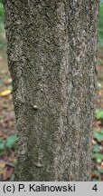 Carpinus turczaninovii (grab koreański)