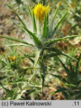 Carthamus lanatus (krokosz błękitny)