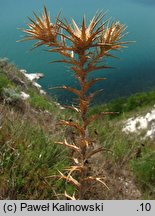 Carthamus lanatus (krokosz błękitny)