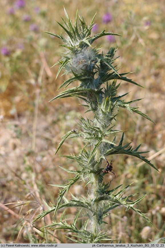 Carthamus lanatus (krokosz błękitny)