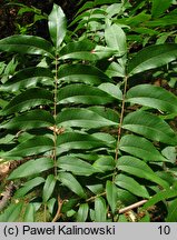 Carya illinoinensis (orzesznik pekanowy)