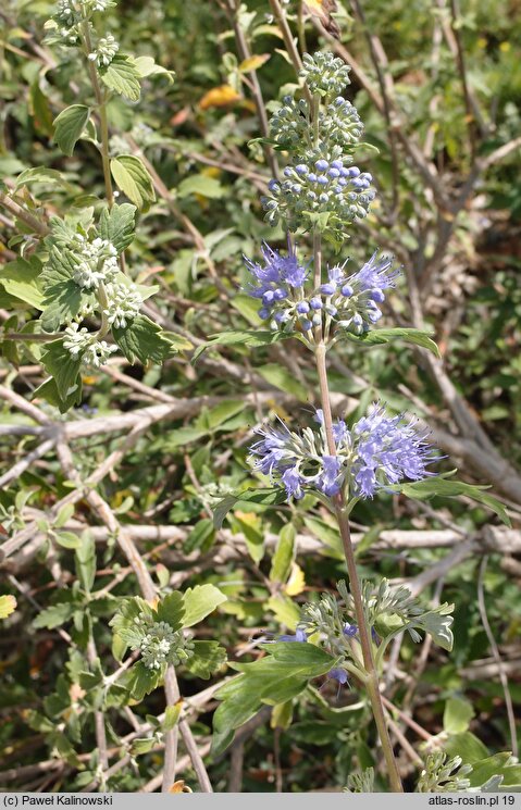 Caryopteris incana (barbula szara)