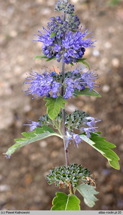 Caryopteris incana (barbula szara)