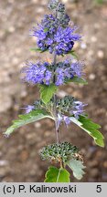 Caryopteris incana (barbula szara)