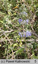 Caryopteris incana (barbula szara)