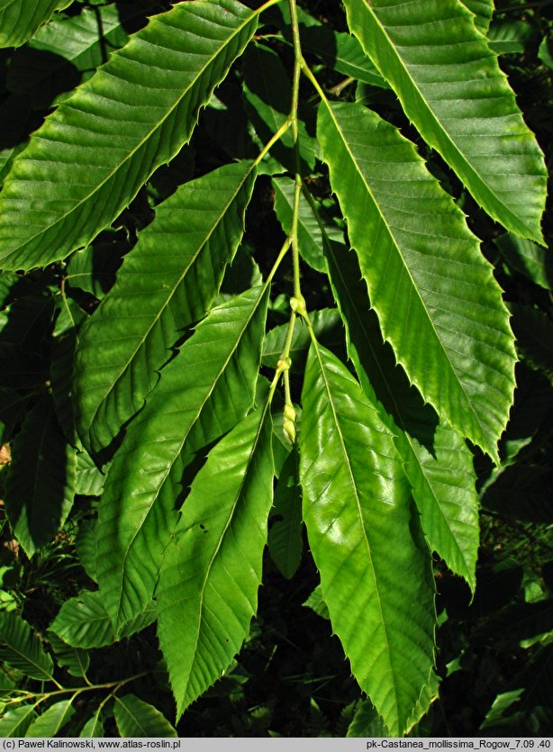 Castanea mollissima (kasztan chiński)