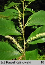 Castanea pumila (kasztan niski)