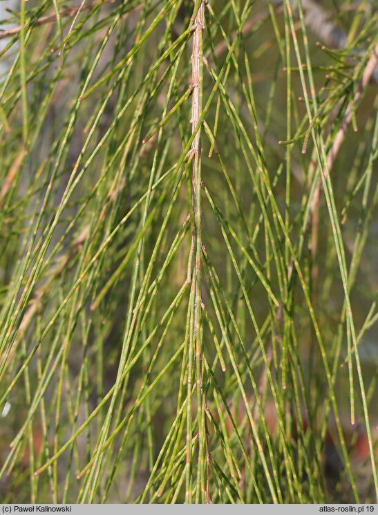 Casuarina glauca