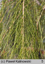 Casuarina glauca