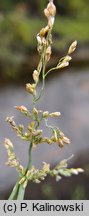 Catabrosa aquatica (brodobrzanka wodna)