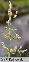 Catabrosa aquatica (brodobrzanka wodna)