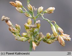 Catabrosa aquatica (brodobrzanka wodna)