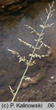 Catabrosa aquatica (brodobrzanka wodna)