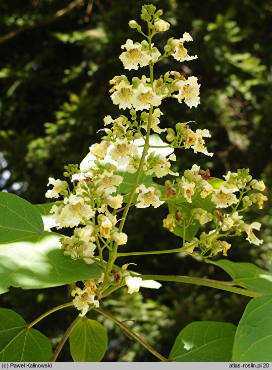 Catalpa bungei (surmia Fargesa)