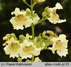 Catalpa bungei (surmia Fargesa)