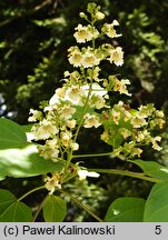 Catalpa bungei (surmia Fargesa)