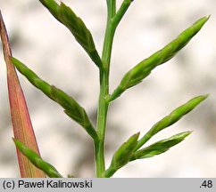 Catapodium rigidum (skleropoa sztywna)