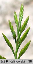 Catapodium rigidum (skleropoa sztywna)