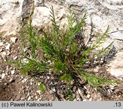 Catapodium rigidum (skleropoa sztywna)