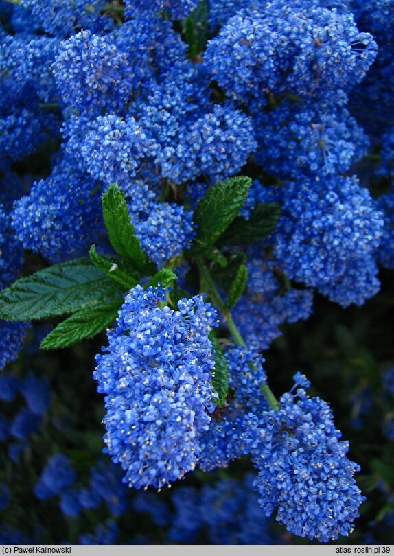 Ceanothus thyrsiflorus (prusznik płożący )