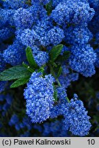 Ceanothus thyrsiflorus (prusznik płożący )