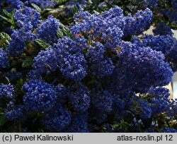 Ceanothus thyrsiflorus (prusznik płożący )