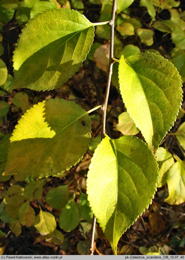 Celastrus scandens (dławisz amerykański)