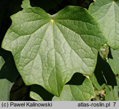 Celastrus stephanotiifolius