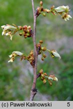 Celtis australis (wiązowiec południowy)