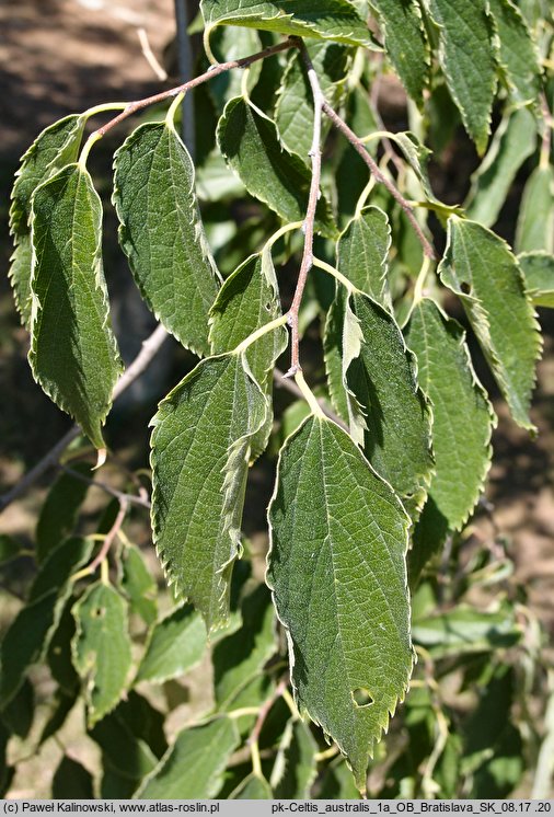 Celtis australis (wiązowiec południowy)