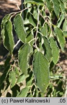 Celtis australis (wiązowiec południowy)