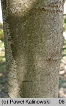 Celtis australis (wiązowiec południowy)