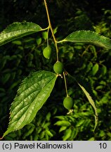 Celtis australis (wiązowiec południowy)