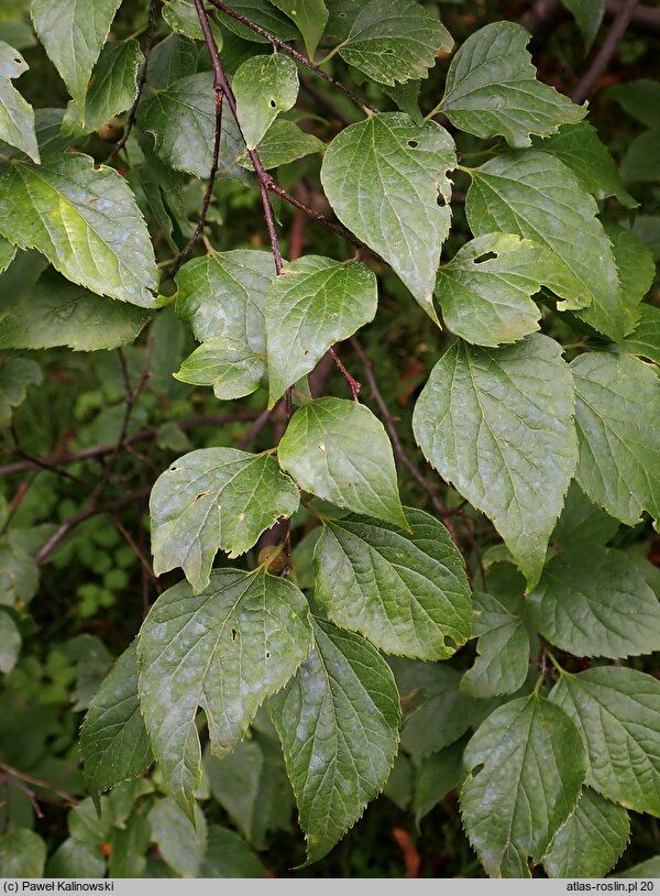 Celtis caucasica (wiązowiec kaukaski)