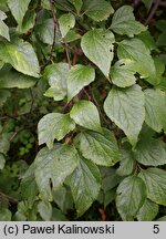 Celtis caucasica (wiązowiec kaukaski)